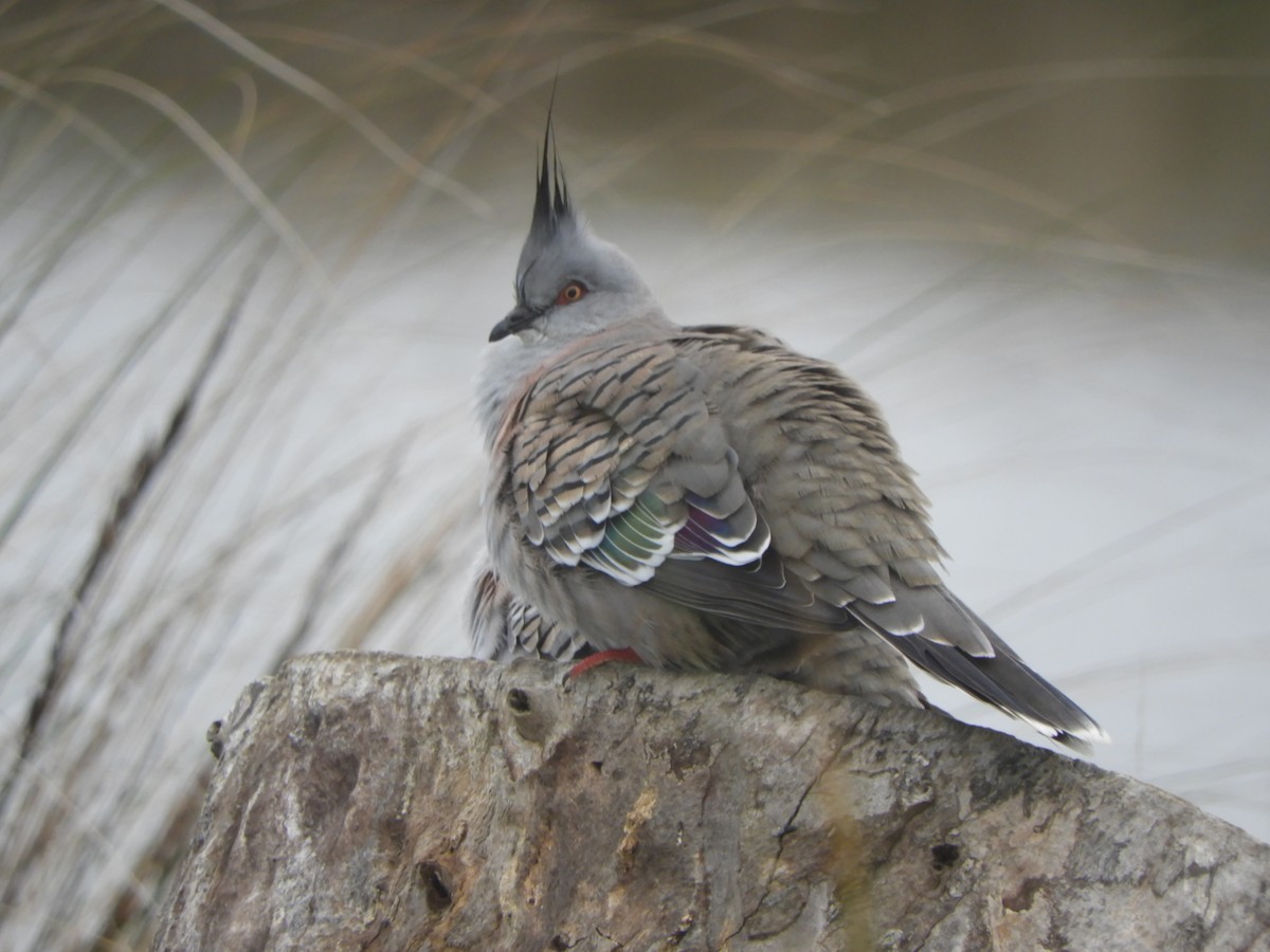 Crested Pigeon - Charles Silveira