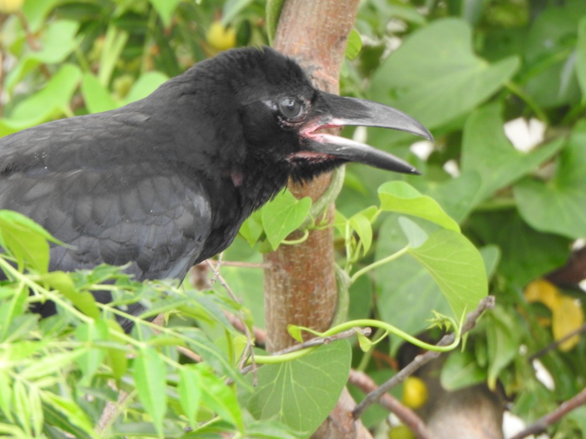 Large-billed Crow - Arulvelan Thillainayagam