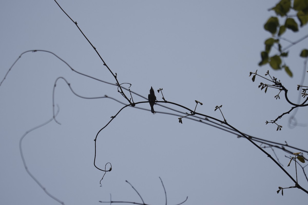 Bar-winged Flycatcher-shrike - Ayaz Mansuri
