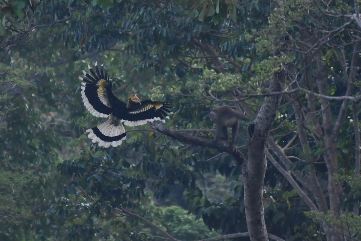 Great Hornbill - ML619385782