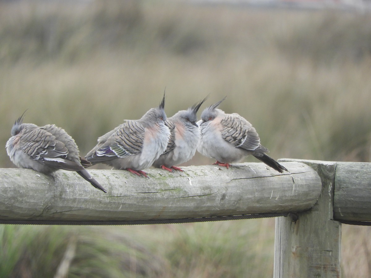 Crested Pigeon - ML619385807