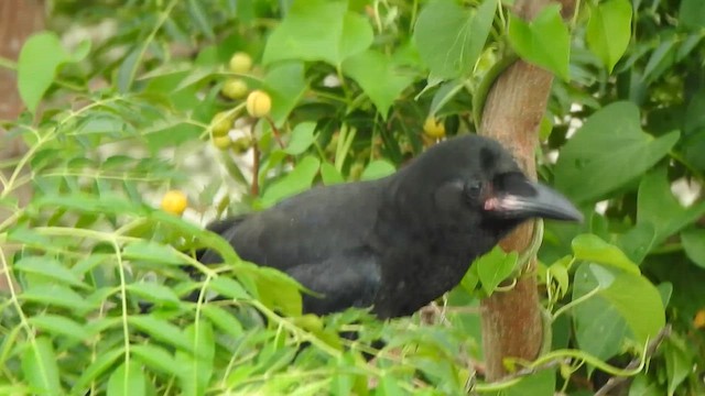 Large-billed Crow - ML619385808