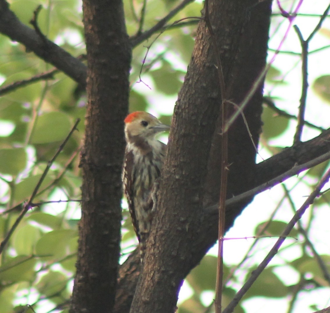 Yellow-crowned Woodpecker - Madhavi Babtiwale