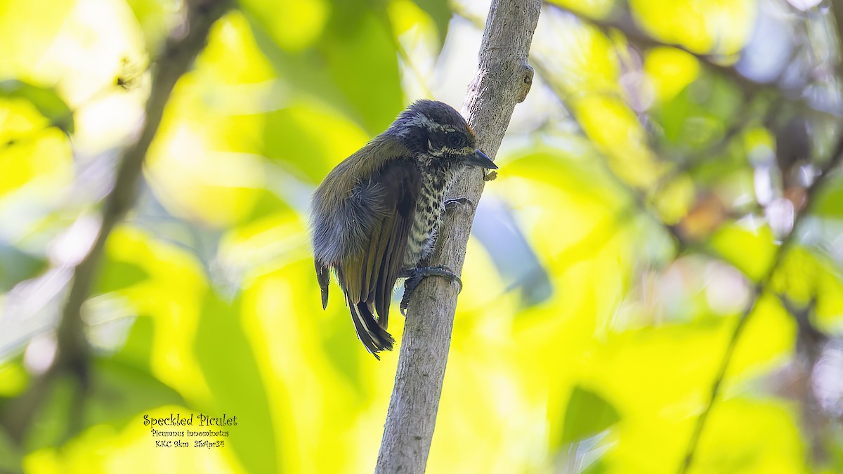 Speckled Piculet - Kenneth Cheong