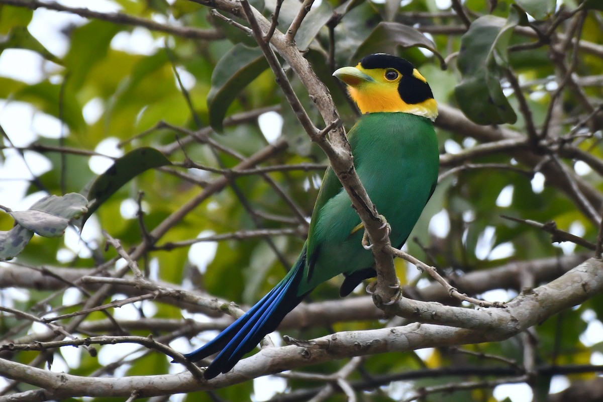 Long-tailed Broadbill - Rotem Avisar