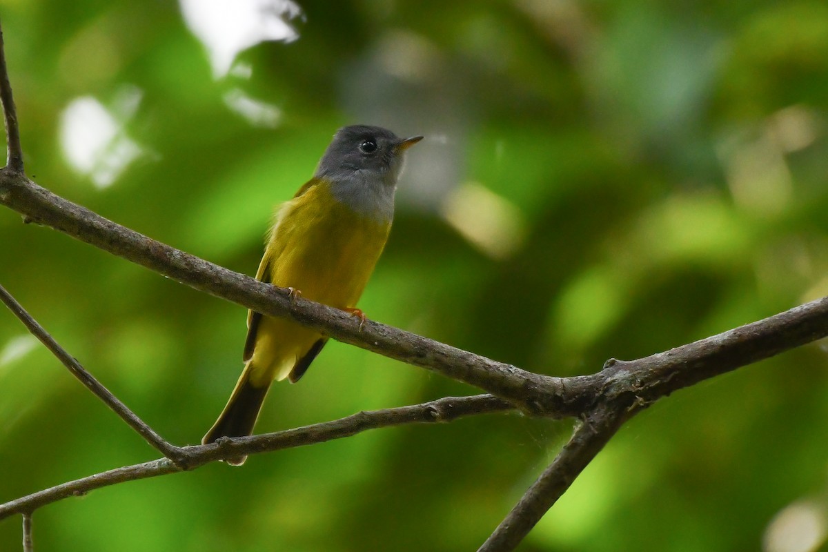 Gray-headed Canary-Flycatcher - Rotem Avisar