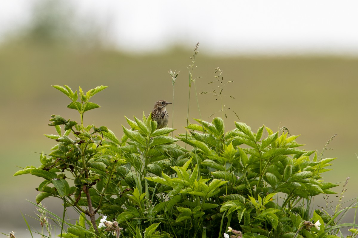 Meadow Pipit - F Loose