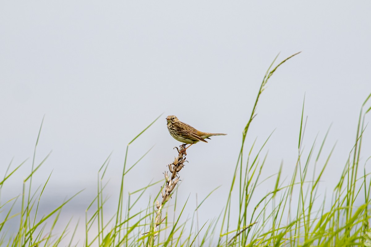 Meadow Pipit - F Loose