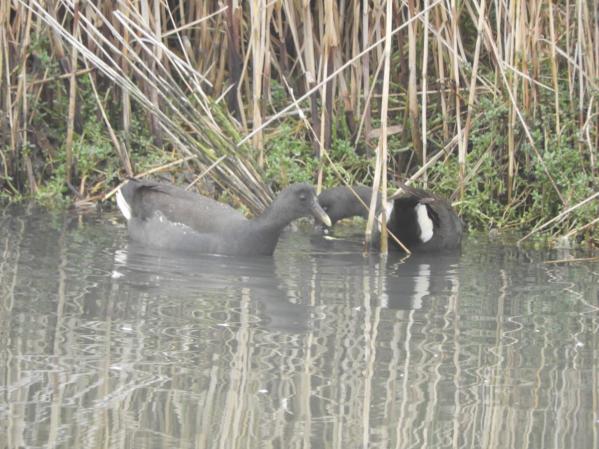 Dusky Moorhen - ML619385839