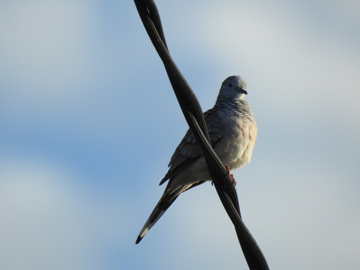 Peaceful Dove - Monica Mesch