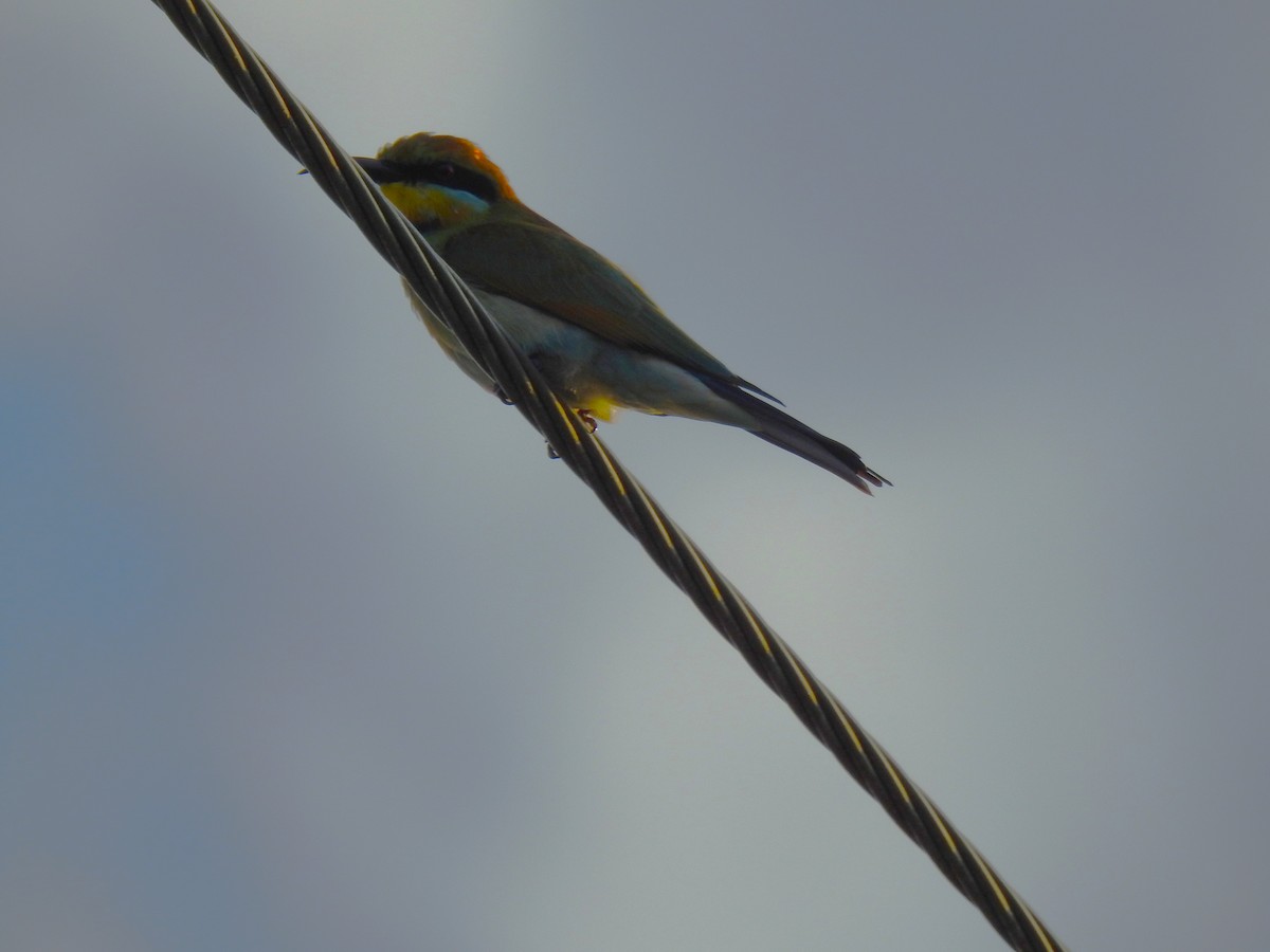 Rainbow Bee-eater - Monica Mesch