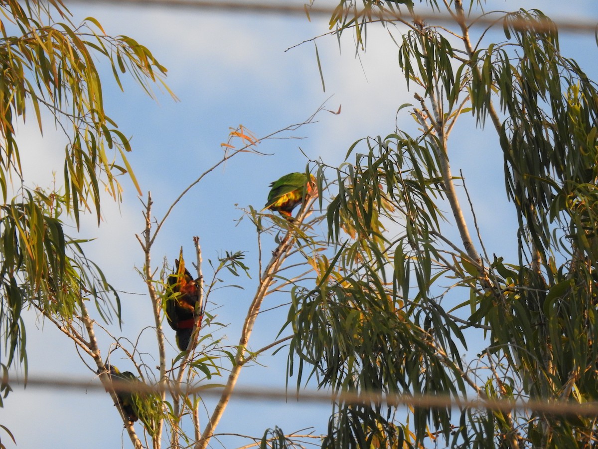 Rainbow Lorikeet - Monica Mesch