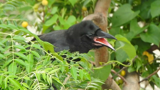 Corbeau à gros bec - ML619385876