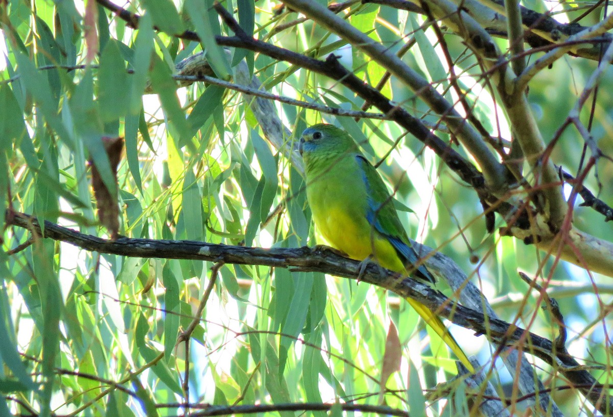 Turquoise Parrot - Leandra Warner