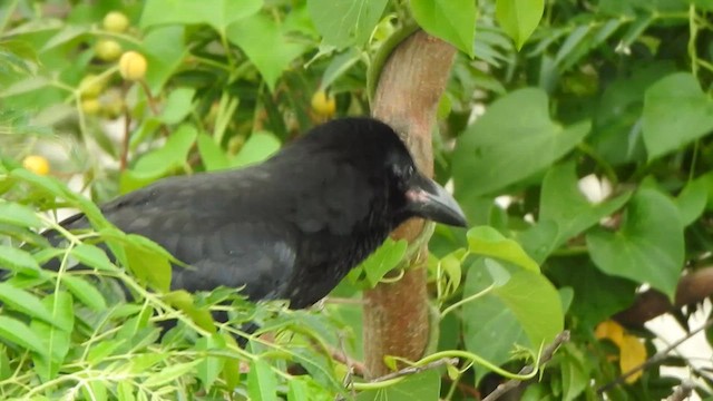 Large-billed Crow - ML619385878