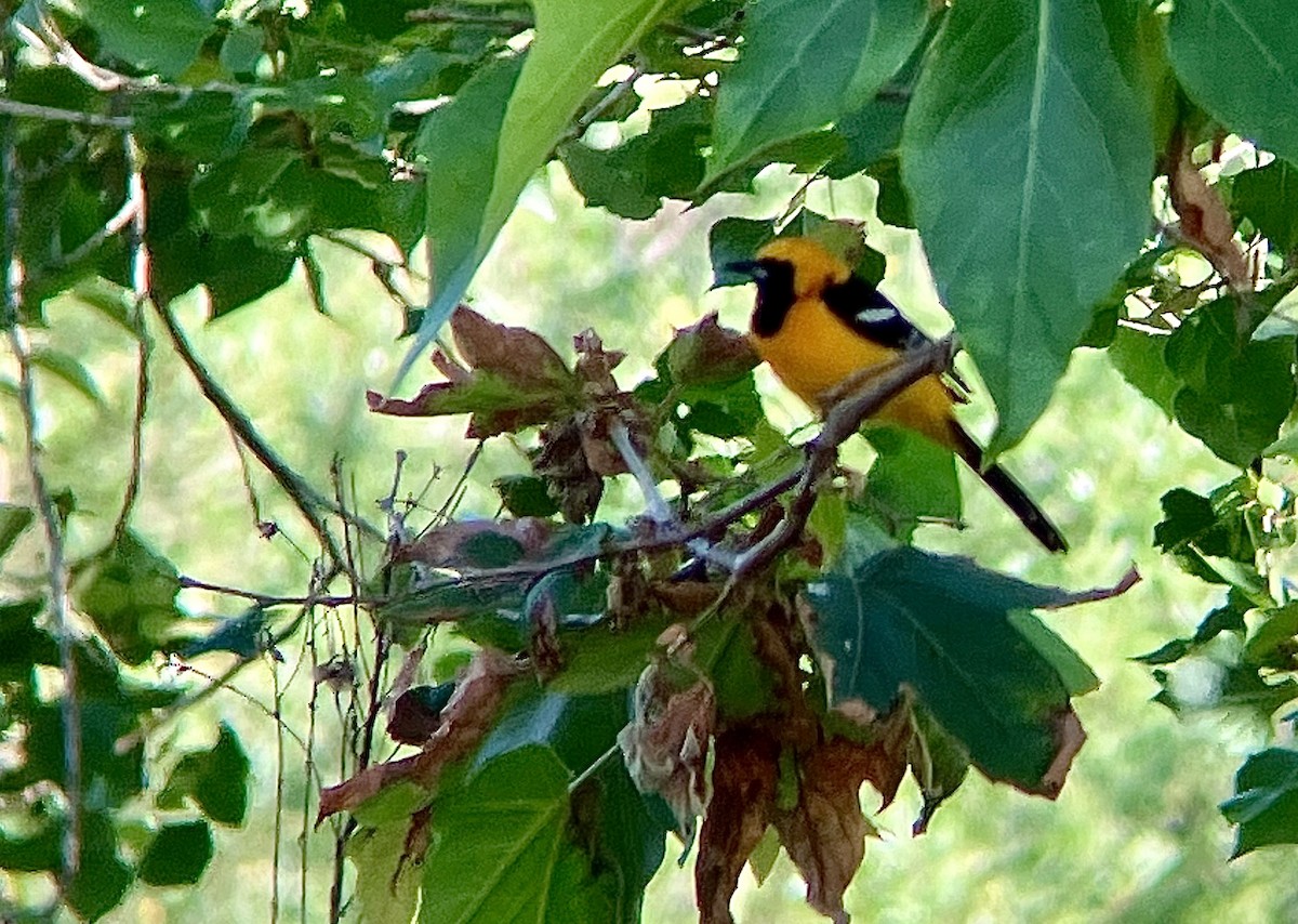 Hooded Oriole - ML619385892