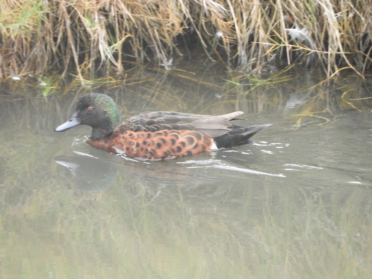 Chestnut Teal - Charles Silveira