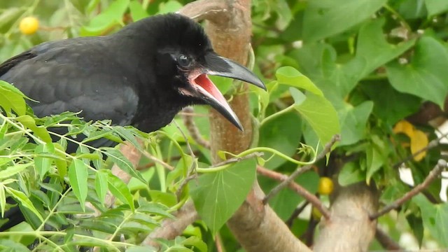 Large-billed Crow - ML619385909