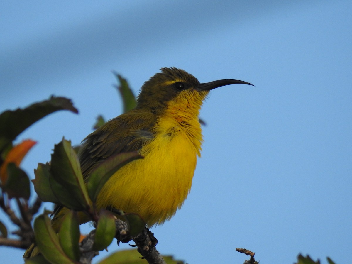 Sahul Sunbird - Monica Mesch