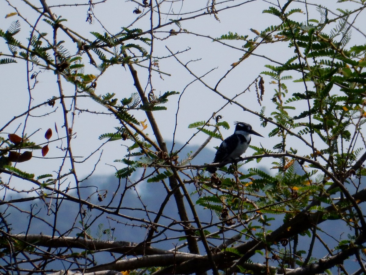 Pied Kingfisher - ML619385924