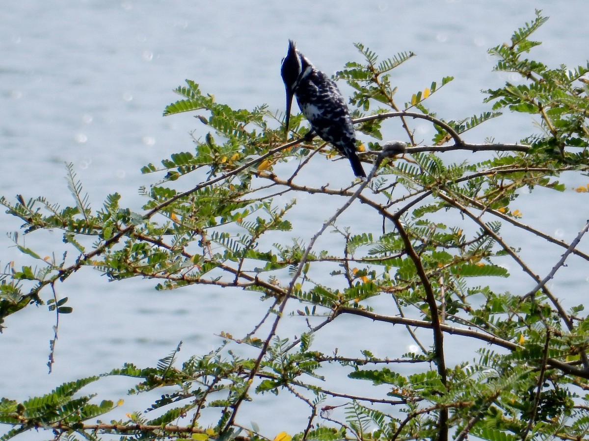 Pied Kingfisher - ML619385925