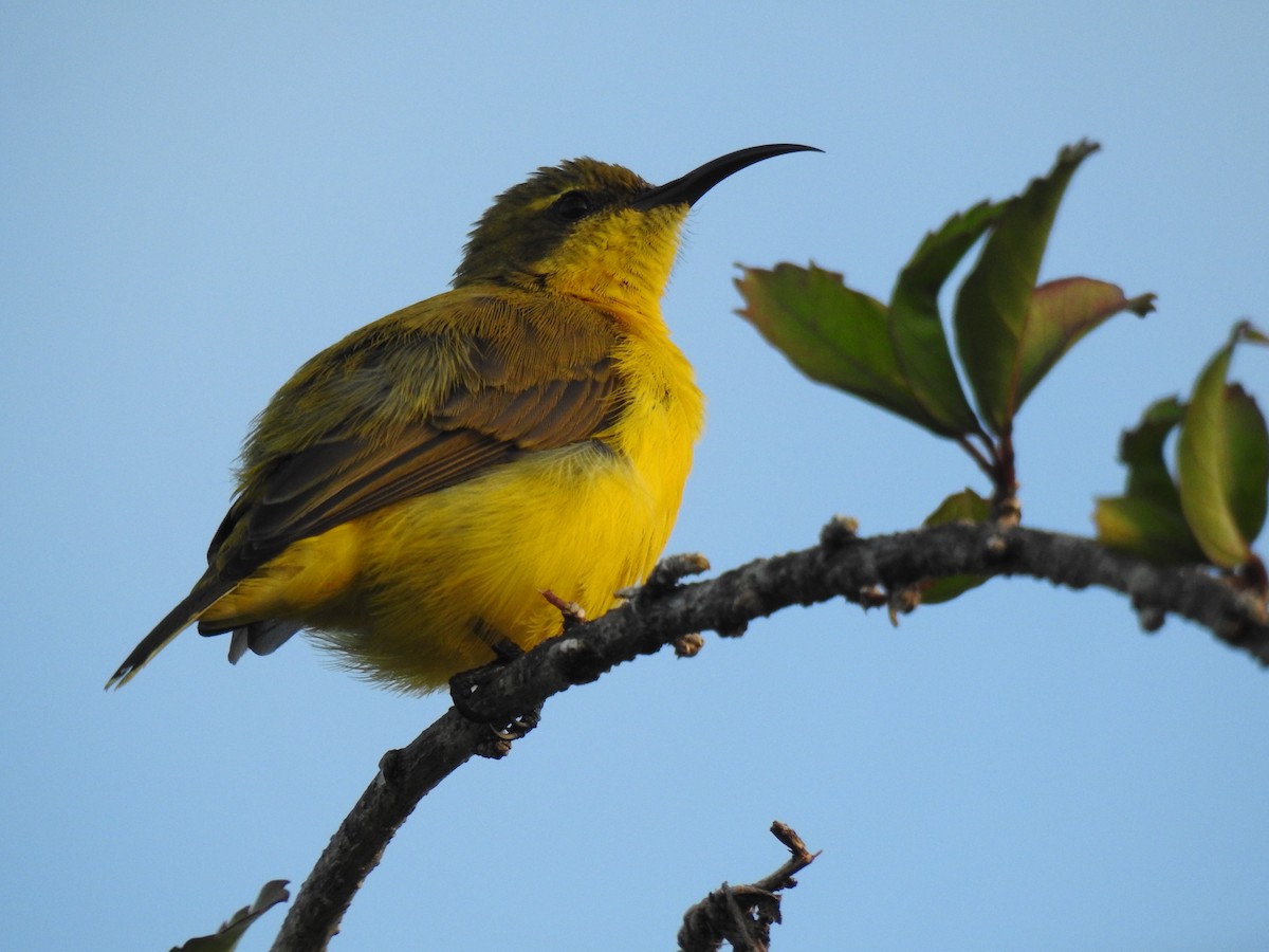 Sahul Sunbird - Monica Mesch