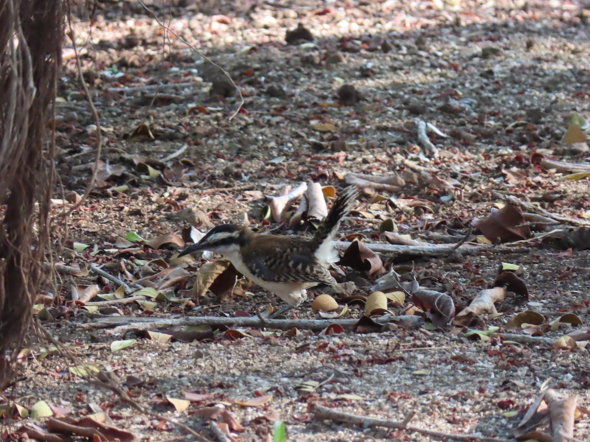 Rufous-naped Wren - Diane Wong-Kone