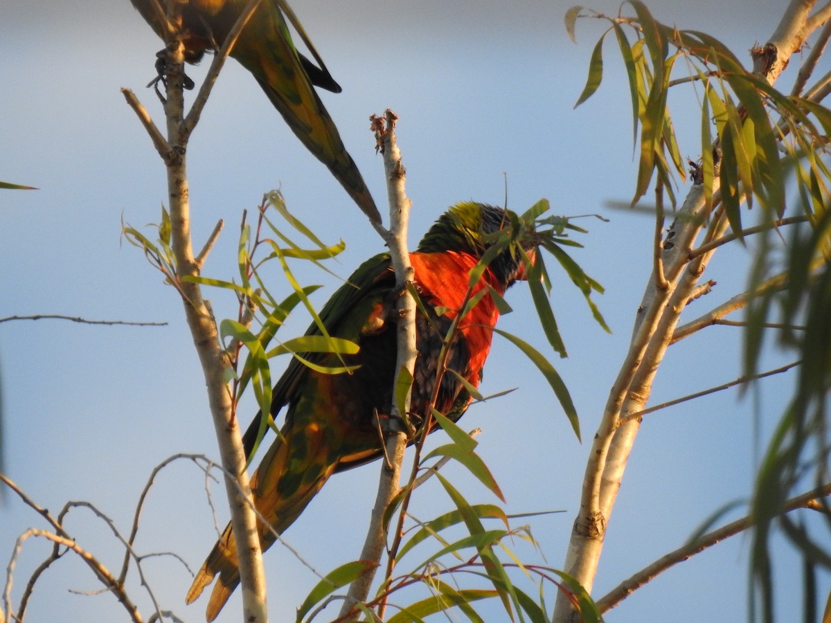 Rainbow Lorikeet - Monica Mesch