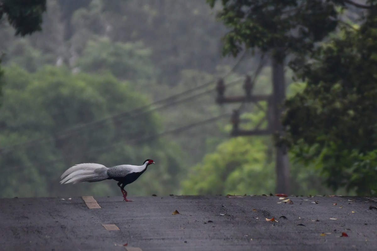 Silver Pheasant - Rotem Avisar