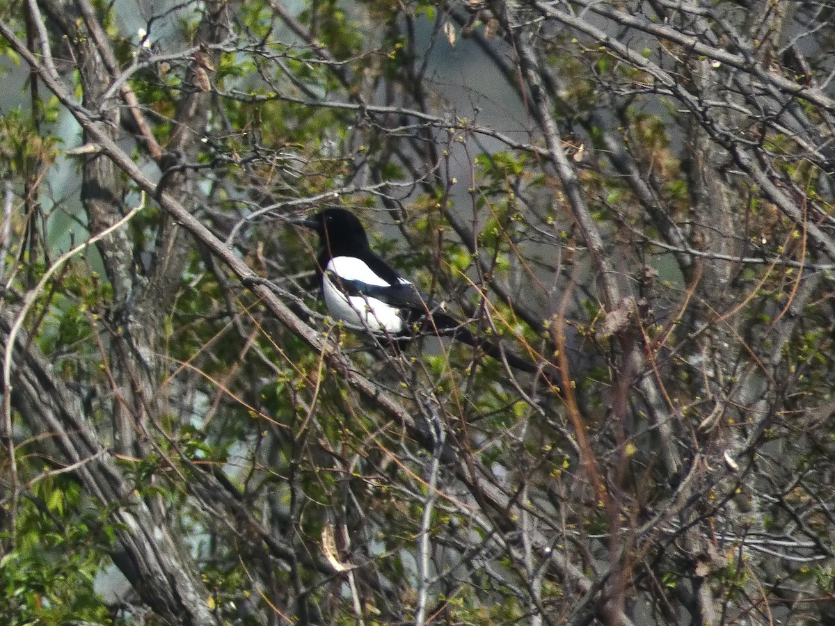 Eurasian Magpie - Михаило Тепавчевић