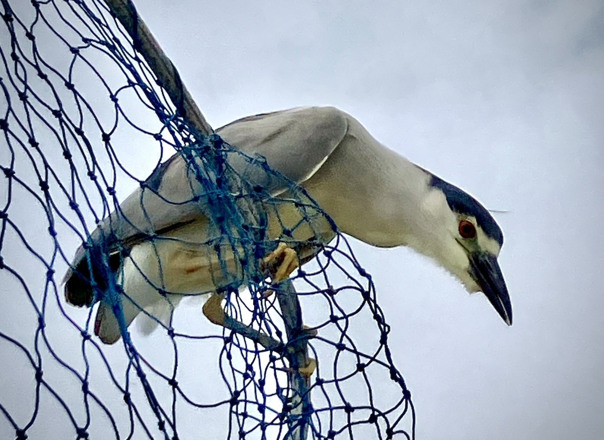 Black-crowned Night Heron - ML619385952