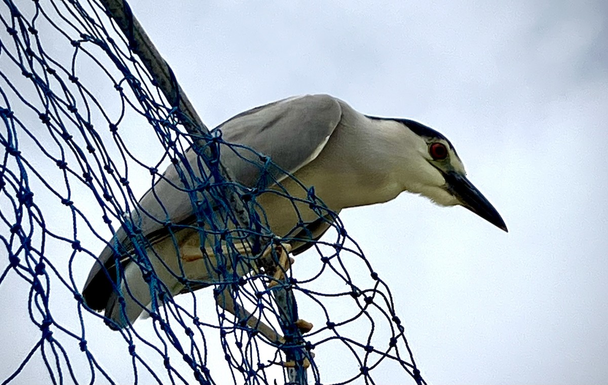 Black-crowned Night Heron - ML619385953