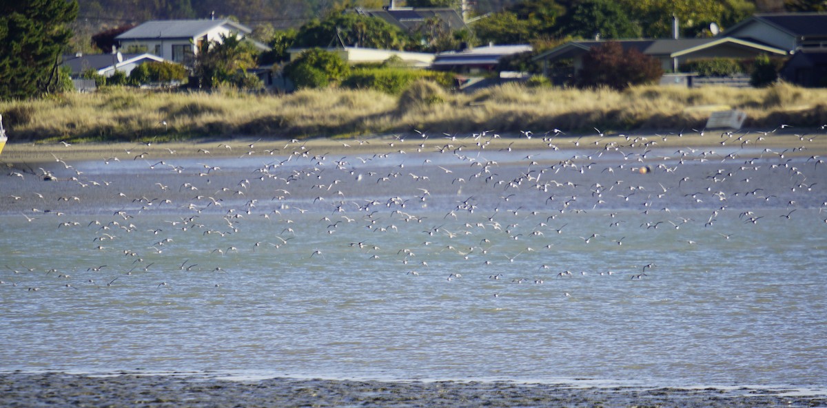 Red Knot - ML619385956