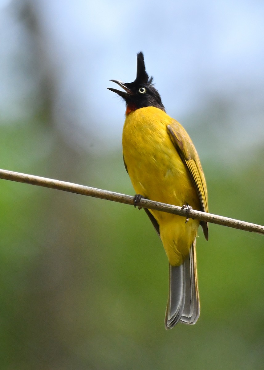 Black-crested Bulbul - Rotem Avisar