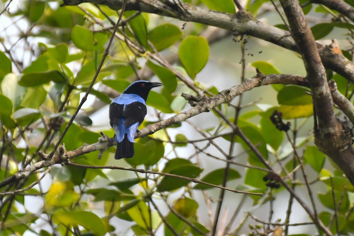 Asian Fairy-bluebird - ML619385967