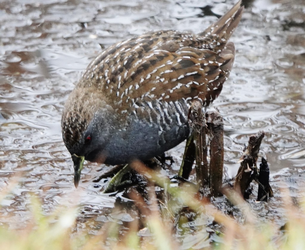 Australian Crake - Richard Arnold