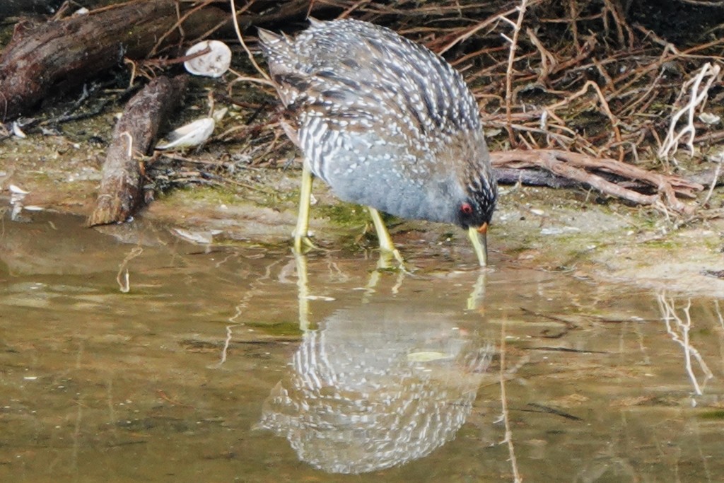 Australian Crake - Richard Arnold