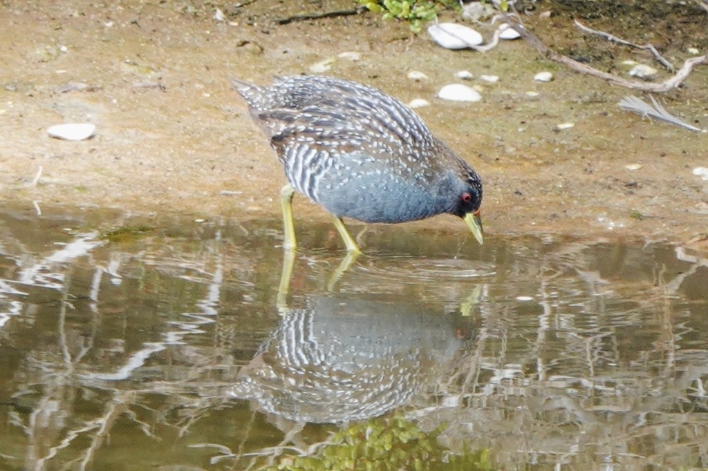 Australian Crake - Richard Arnold