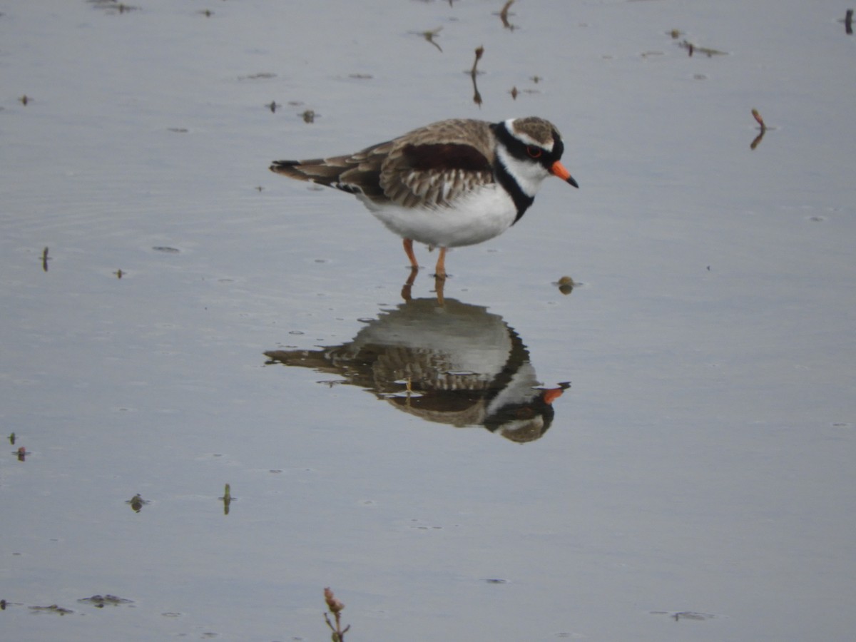 Black-fronted Dotterel - Charles Silveira