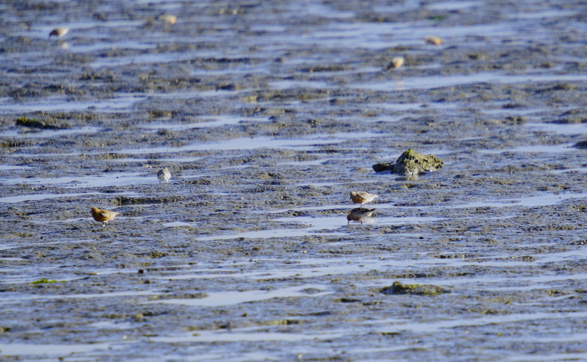 Red Knot - ML619385983