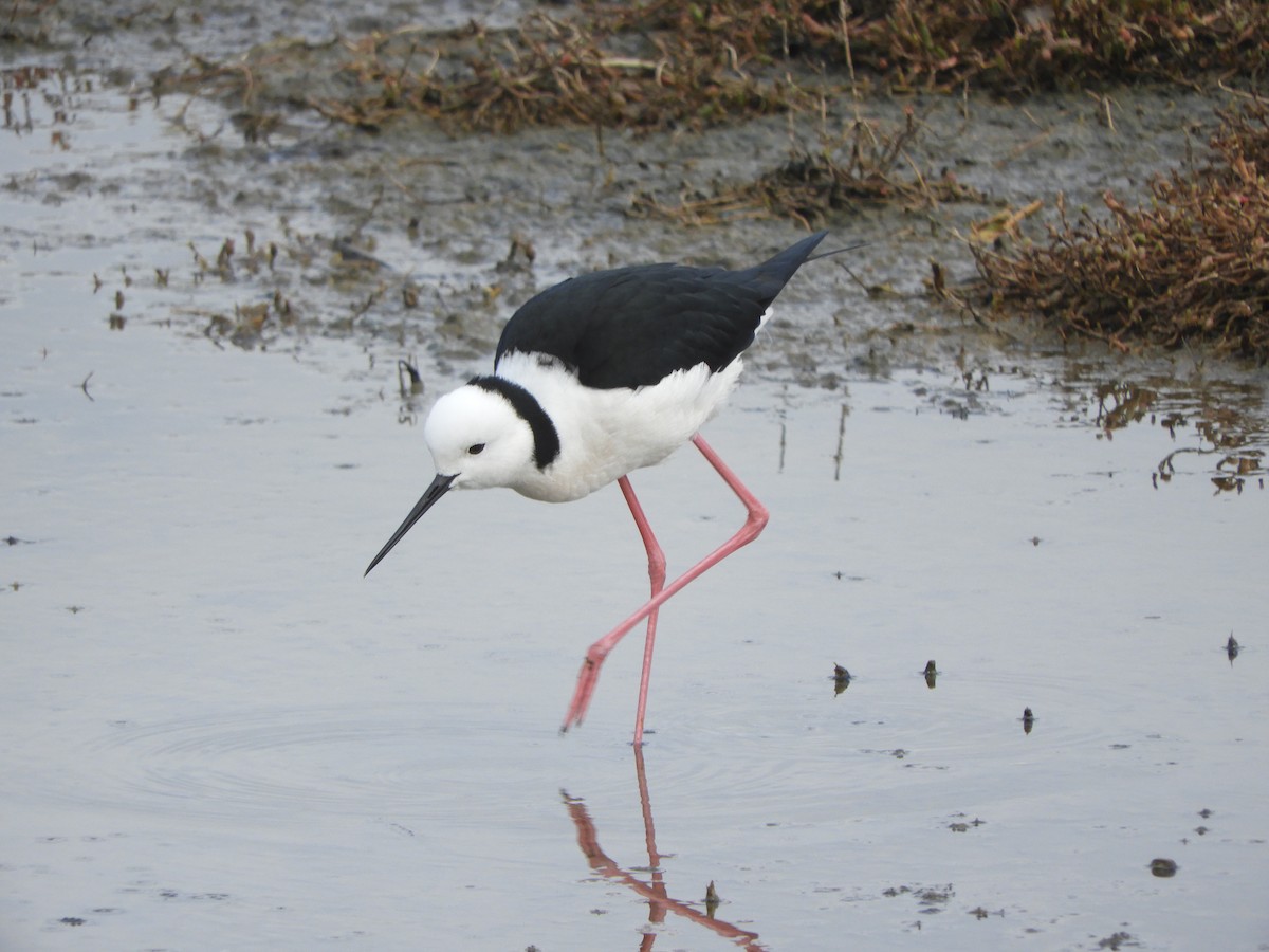 Pied Stilt - ML619386001