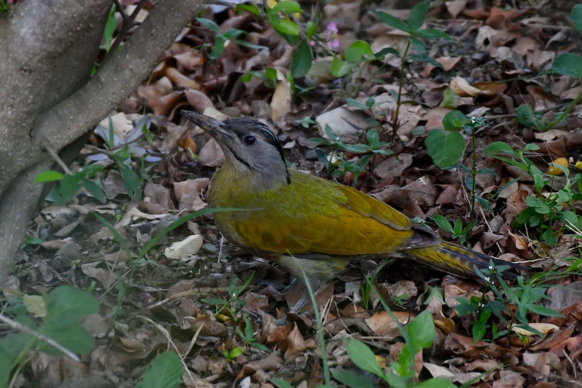 Gray-headed Woodpecker (Black-naped) - Rotem Avisar