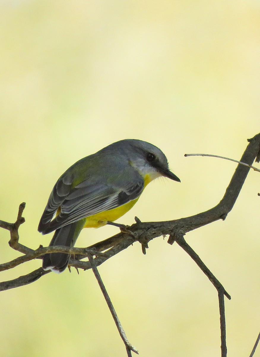 Eastern Yellow Robin - Leandra Warner