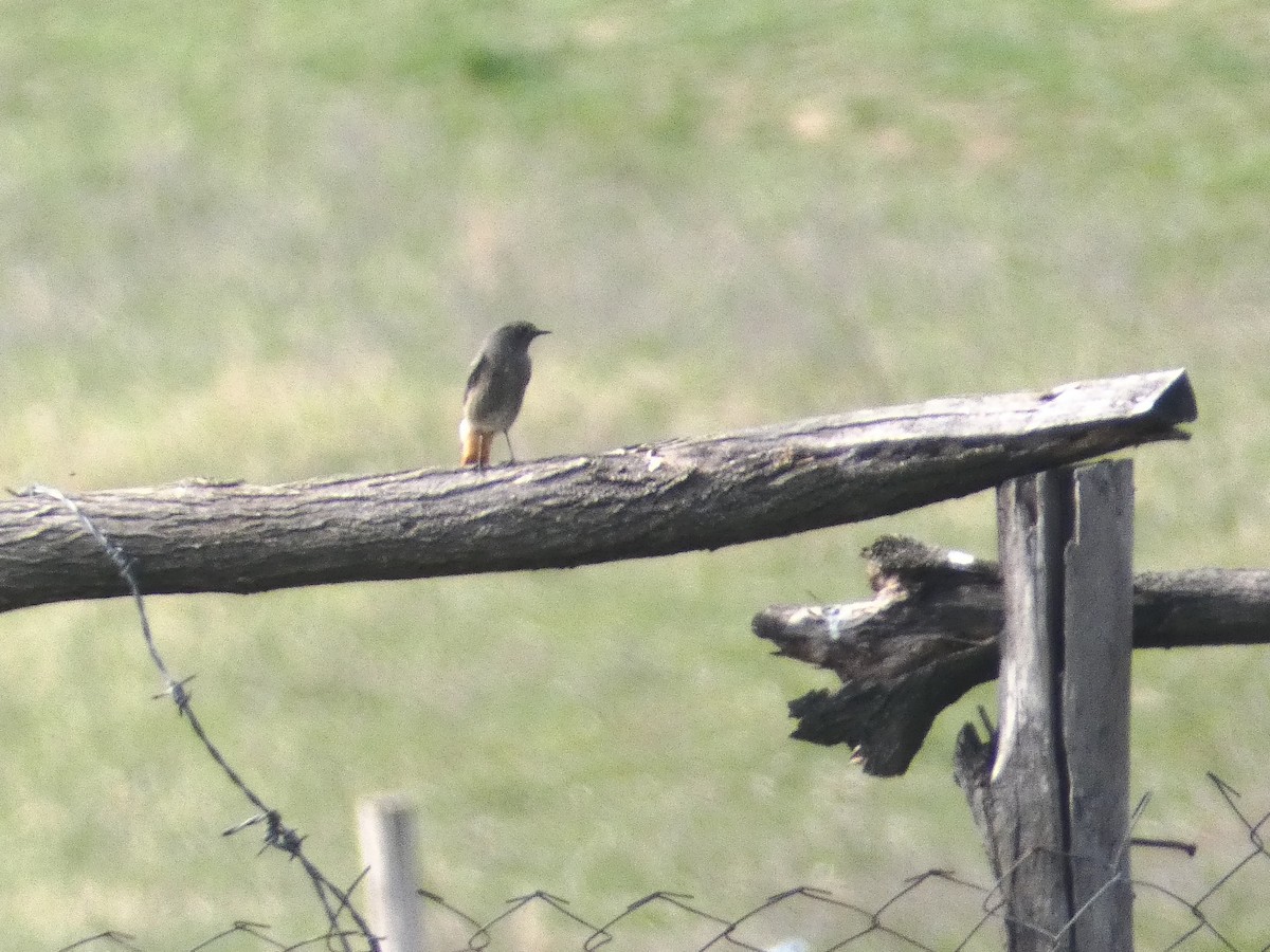 Black Redstart - Михаило Тепавчевић