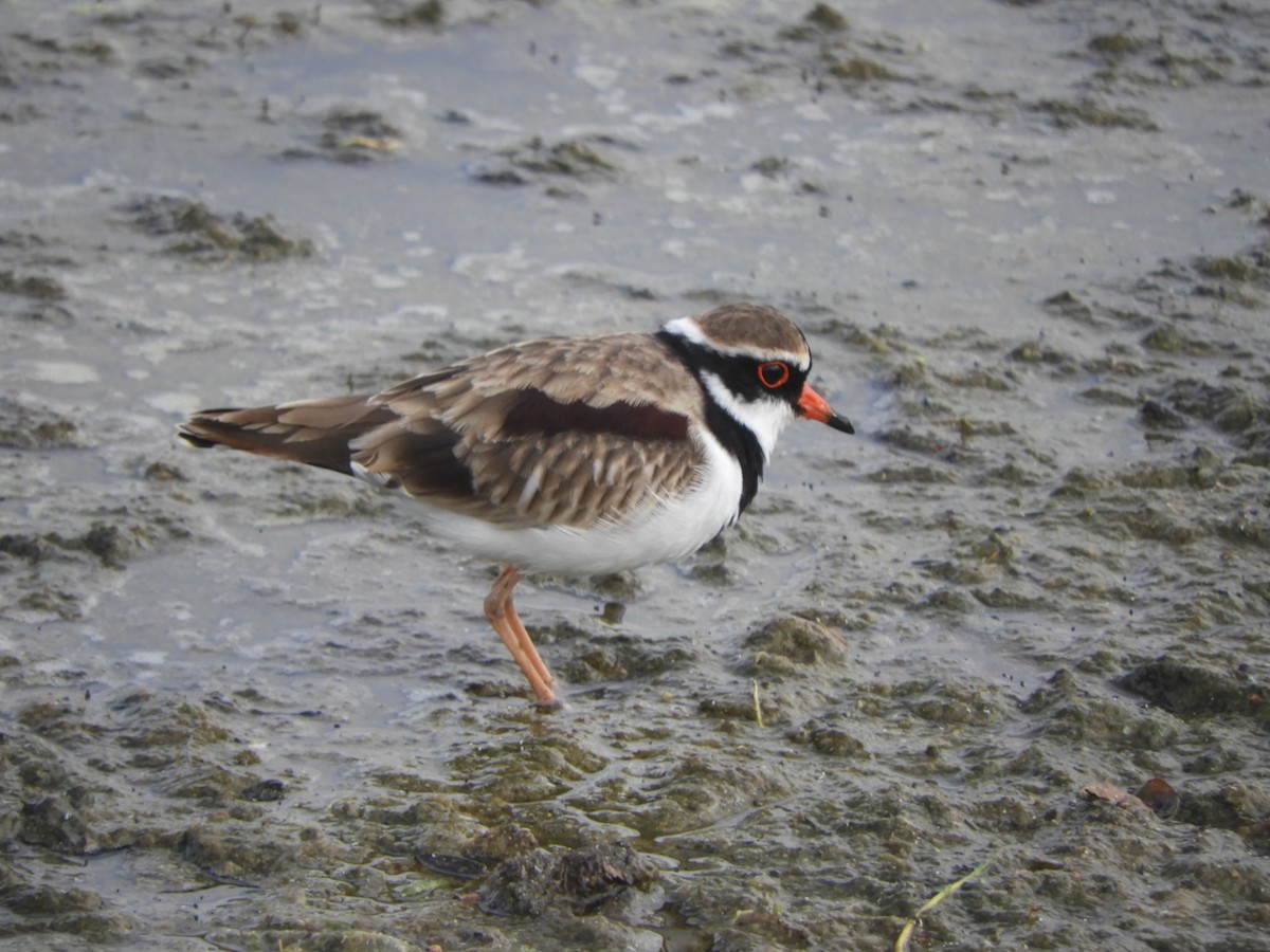 Black-fronted Dotterel - ML619386035