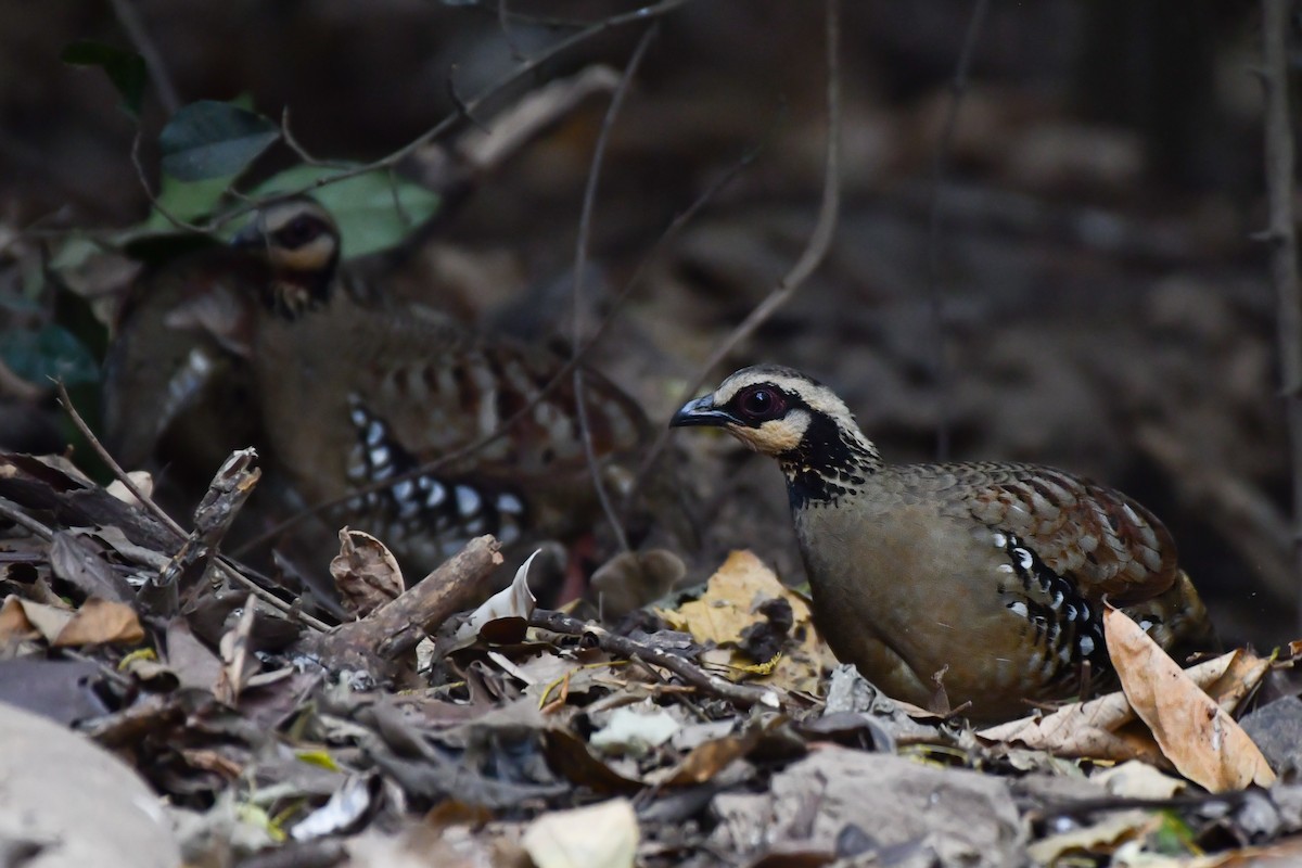 Bar-backed Partridge - ML619386046