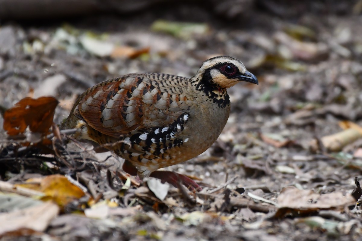 Bar-backed Partridge - ML619386047