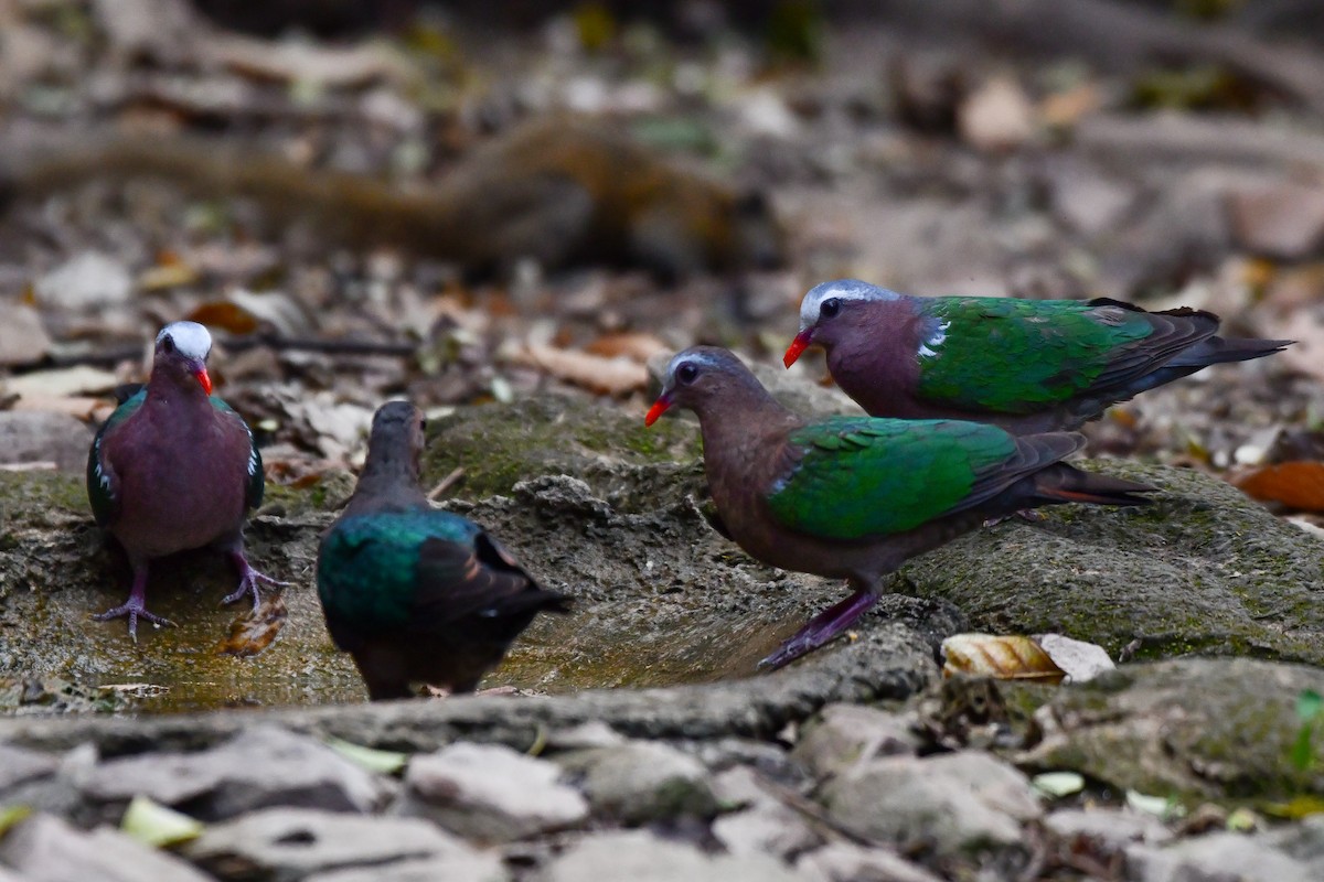 Asian Emerald Dove - Rotem Avisar