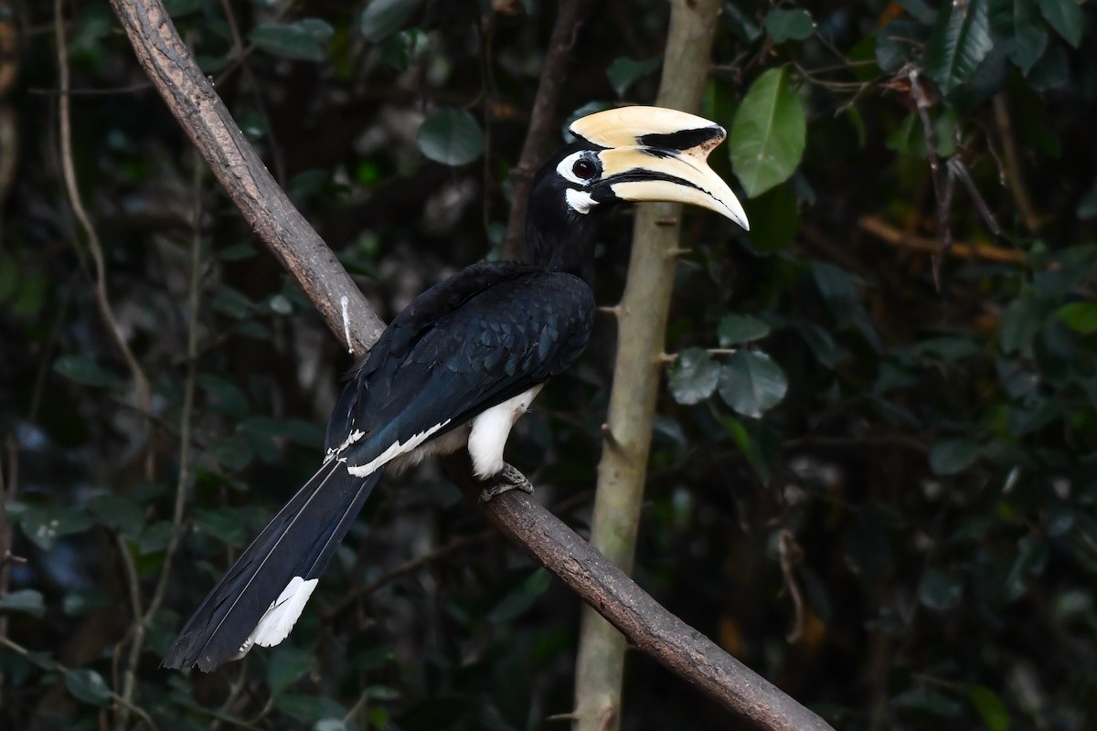 Oriental Pied-Hornbill - Rotem Avisar