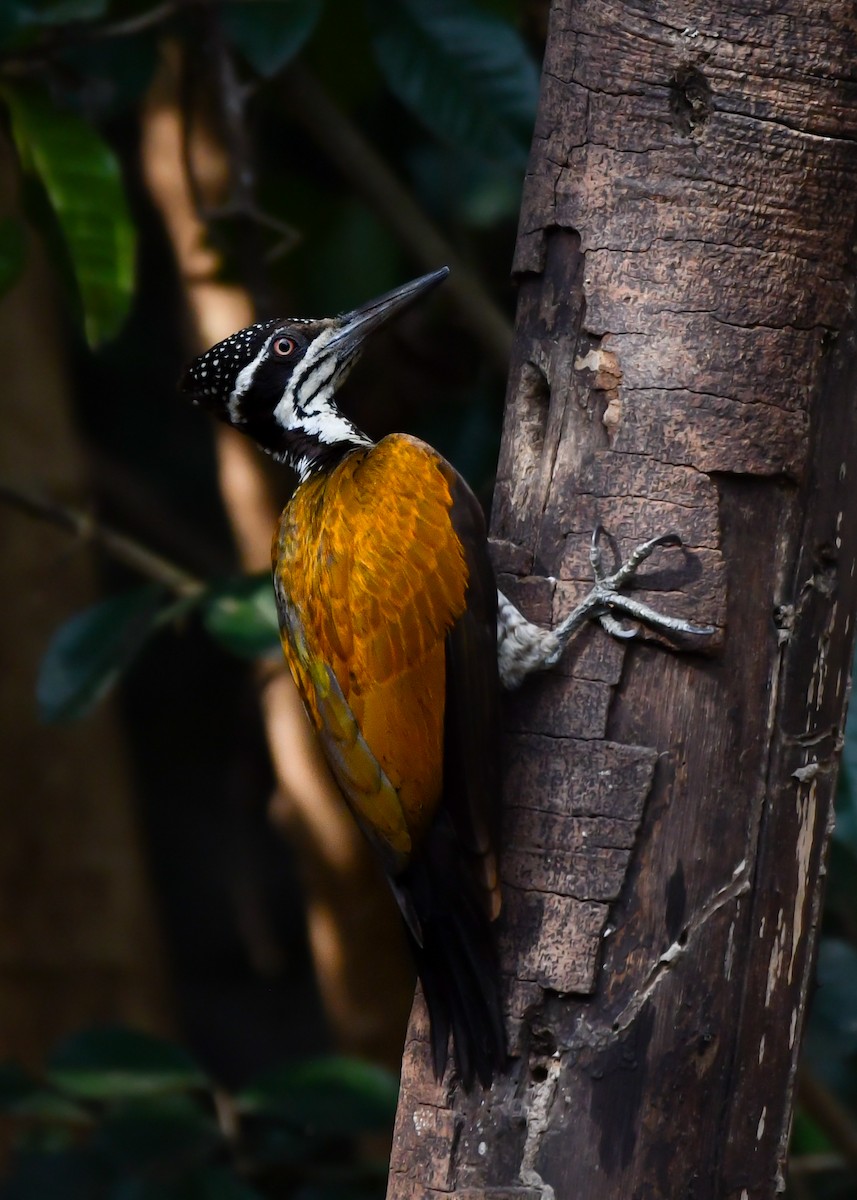 Greater Flameback - ML619386063